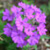 Verbena